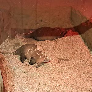 Koos and Oni- Aardvarks- 5/1/2025