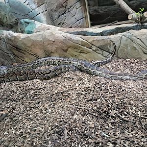 African rock python- 5/1/2025