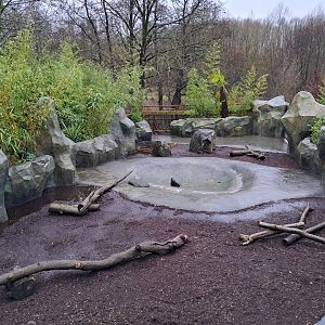 Flooded Pygmy hippo outdoor enclosure- 5/1/2025