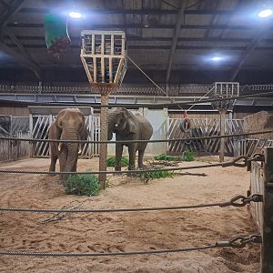 Opal and Tanya- African elephants- 5/1/2025