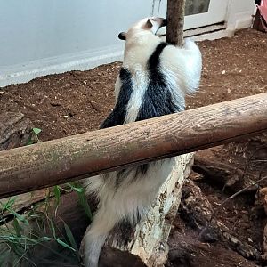 Southern tamandua- 5/1/2025