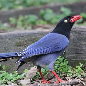 Taiwan Blue-magpie