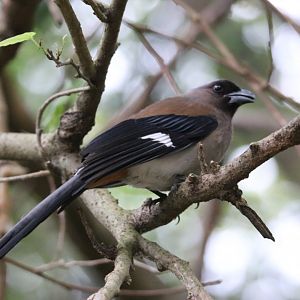 Gray Treepie (Dendrocitta formosae)