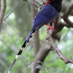 Taiwan Blue-magpie (Urocissa caerulea)