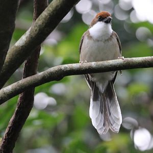 Rufous-crowned Laughingthrush (Pterorhinus ruficeps)
