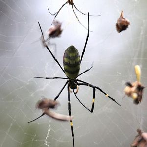 Joro Spider (Trichonephila clavata)