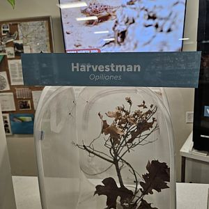 Another new arthropod