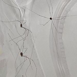 Harvestmen