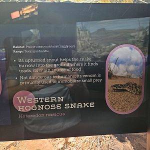 New reptile, New sign