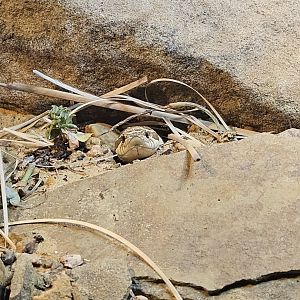 Western Hognose Snake