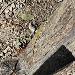 A wild green anole appears