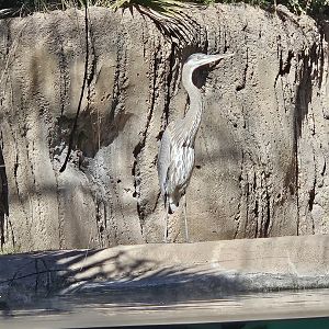 A wild great blue heron