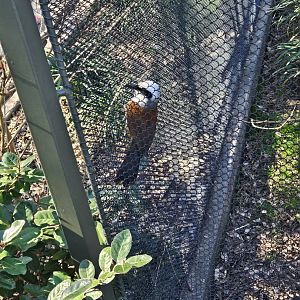 White-Crested Laughingthrush