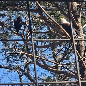 African fish eagles