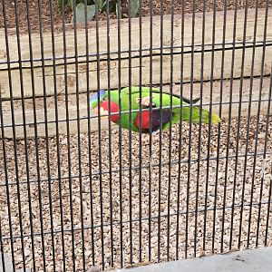 Blue-Crowned Lorikeet
