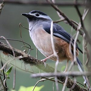 White-eared Sibia (Heterophasia auricularis)