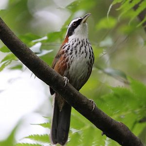 Taiwan Scimitar-babbler (Pomatorhinus musicus)