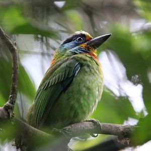 Taiwan Barbet (Psilopogon nuchalis)