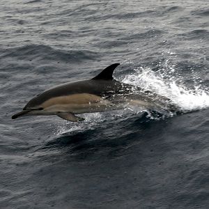 common dolphin (Delphinus delphis)