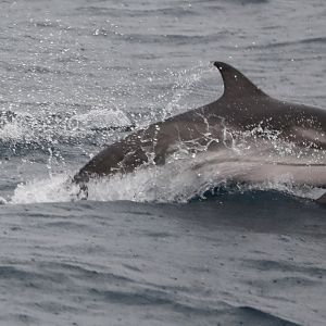 Striped Dolphin (Stenella coeruleoalba)