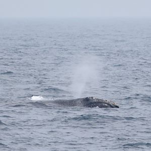 North Atlantic right whale (Eubalaena glacialis)