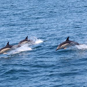 common dolphins (Delphinus delphis)