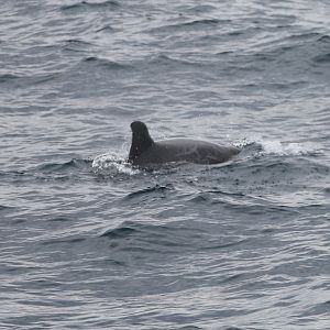 Risso's dolphin (Grampus griseus)