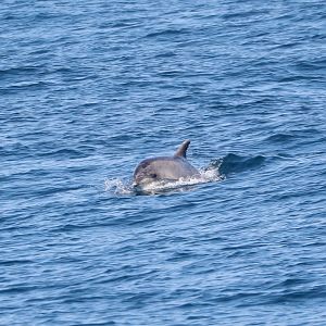 Tamanend's bottlenose dolphin (Tursiops erebennus)