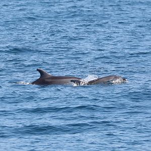 Tamanend's bottlenose dolphins (Tursiops erebennus)