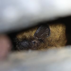 common pipistrelle (Pipistrellus pipistrellus)