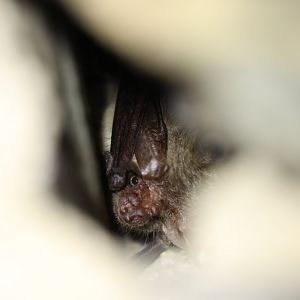 grey long-eared bat (Plecotus austriacus)