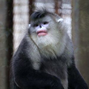 Black Snub-nosed Monkey (Rhinopithecus bieti)