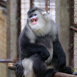 Black Snub-nosed Monkey (Rhinopithecus bieti)