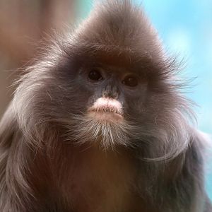 Indochinese Gray Langur (Trachypithecus crepusculus)