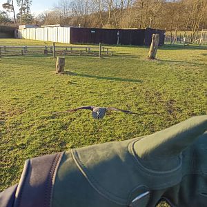 Gray Owl - UK Owl and Raptor Centre