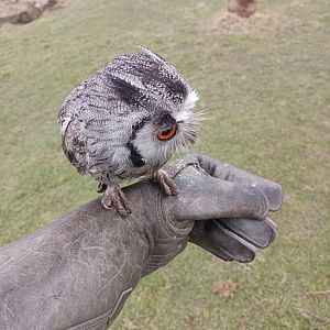 (Southern?) White-Faced Owl - UK Owl and Raptor Centre
