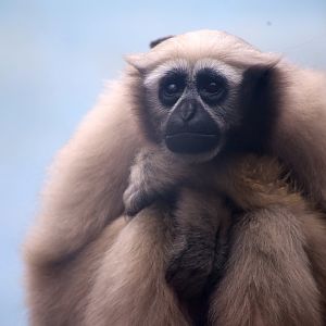 Eastern Hoolock Gibbon (Hoolock leuconedys)