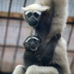 Eastern Hoolock Gibbon, Mother and Infant