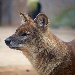 Dhole