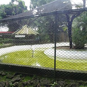 Zoológico Nacional de Nicaragua: Jabiru aviary
