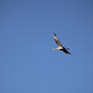 Sandhill Crane in Flight (A. c. pratensis)