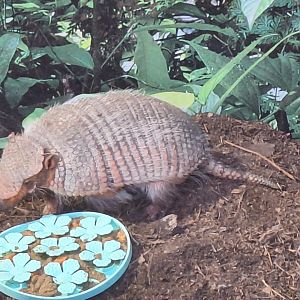 Armadillo