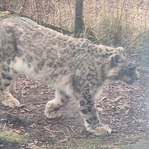 Snow Leopard