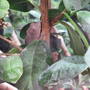 Oustalet's Chameleon