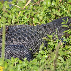 American Alligator with Hatchling (Alligator mississippiensis)