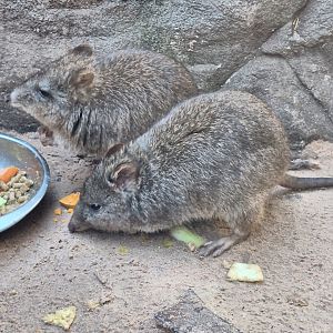 Potoroos