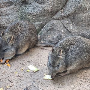 Potoroos