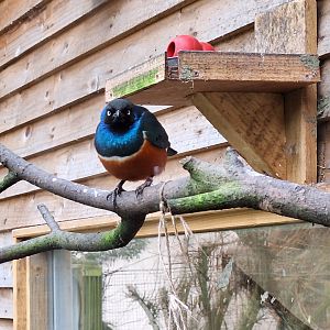 Superb Starling