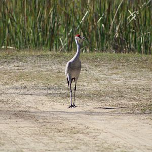 Florida Sandhill Crane (A. c. pratensis)