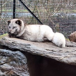 Arctic Fox